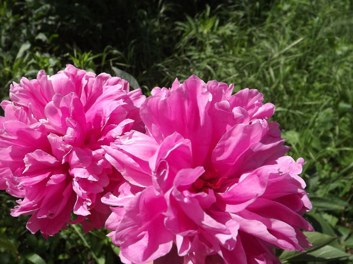 DSCF2956 - Flori amestec