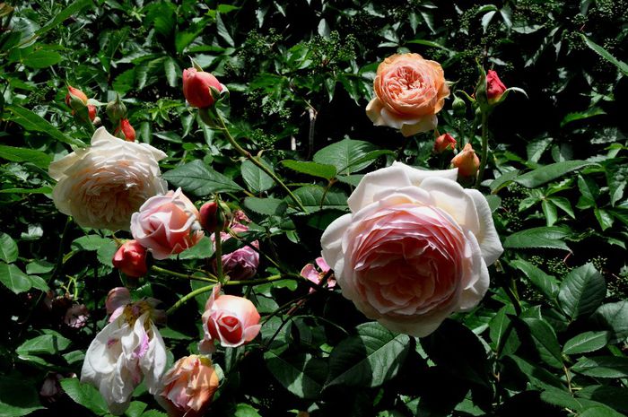 DSC_0049 - A Shropshire Lad