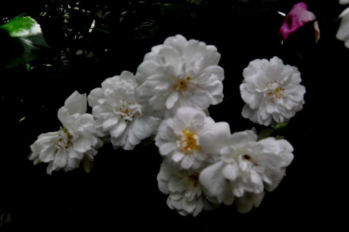 DSC_0044 - PAUL S HIMALAYAN MUSK