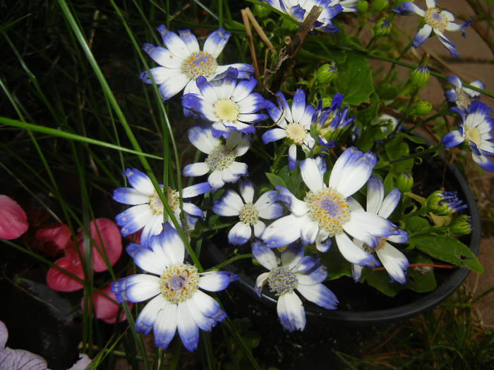 Pericallis x hybrida Blue (2014, May 27)