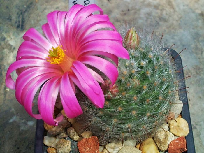 Photo0041 - Mammillaria guelzowiana