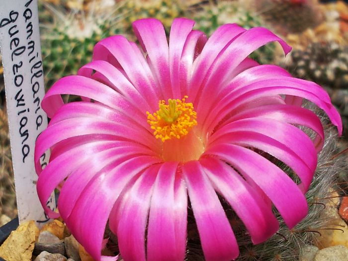 Photo0042 - Mammillaria guelzowiana