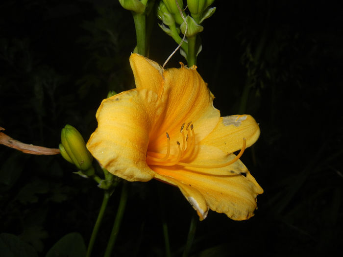 Hemerocallis Stella de Oro (2014, Jun.06)