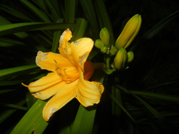 Hemerocallis Stella de Oro (2014, Jun.06)