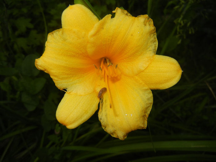 Hemerocallis Stella de Oro (2014, Jun.07)