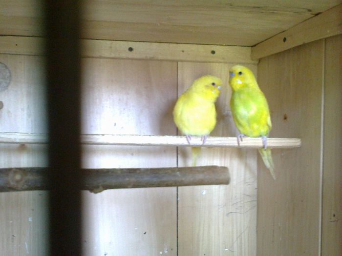 06062014288 - 4-PERUSI MATCA