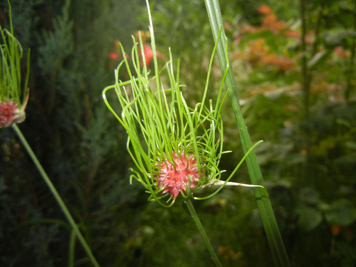 Allium Hair (2014, June 07)