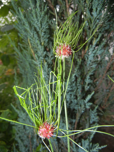 Allium Hair (2014, June 07)