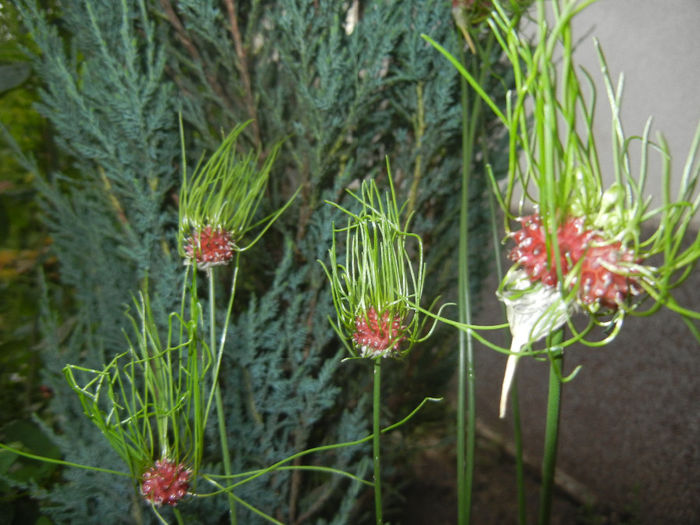 Allium Hair (2014, June 07)