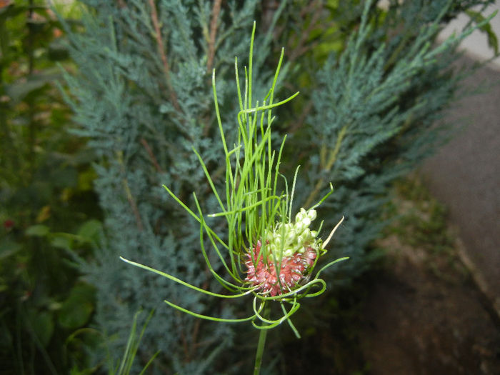 Allium Hair (2014, June 07)