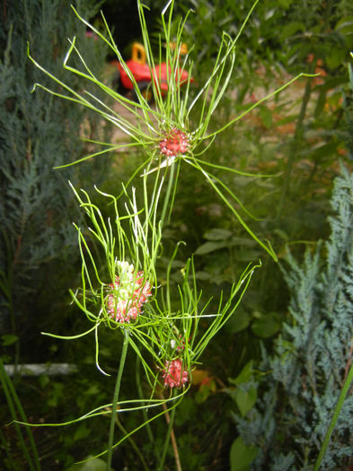Allium Hair (2014, June 07)