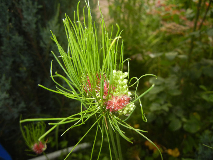 Allium Hair (2014, June 07)