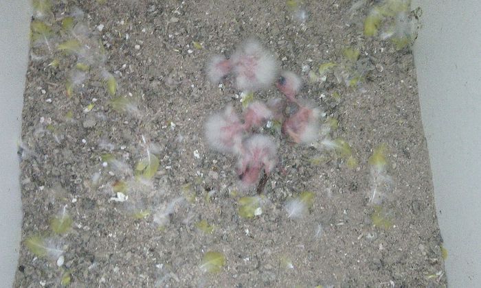 a doua serie - PAPAGALI KAKARIKI