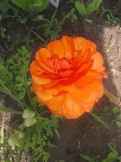 ranunculus - flori