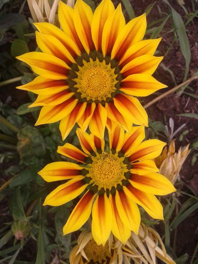 gazania - flori