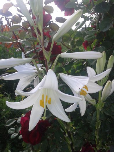 crin - flori