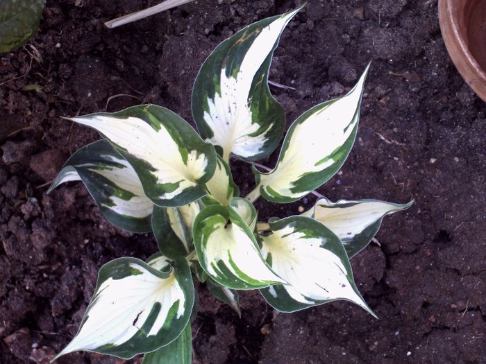 FIRE AND ICE - HOSTA