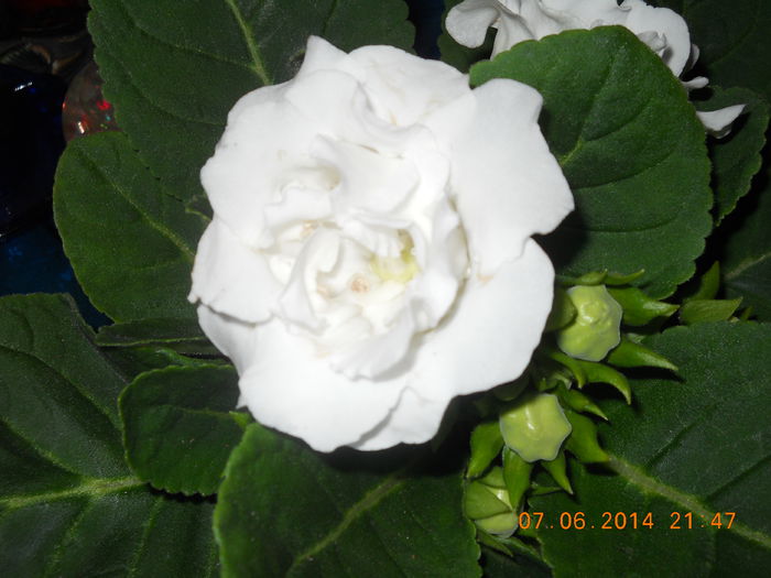 003 - IUNIE 2014