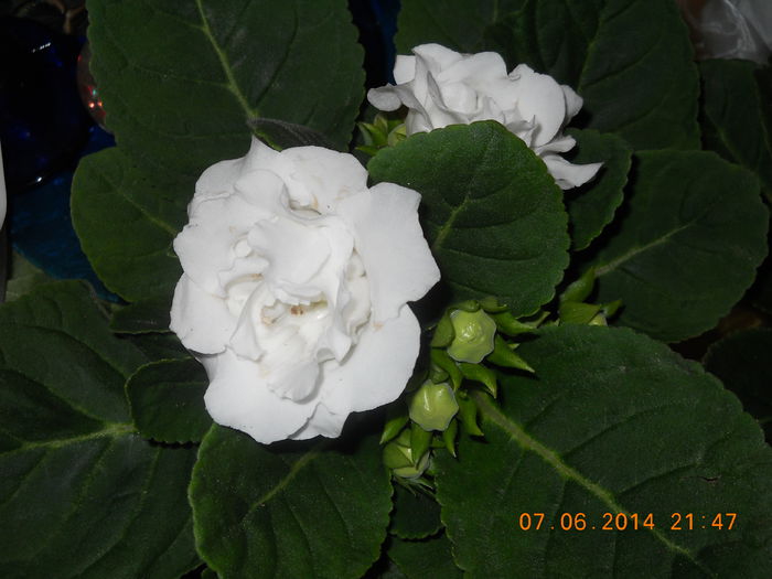 004 - IUNIE 2014