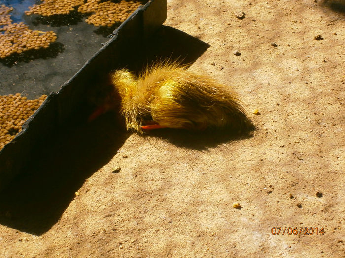 eu ma culc ca mi-este somn!!