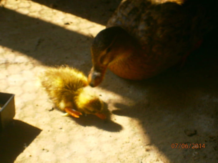 hai cu mama scoalate!