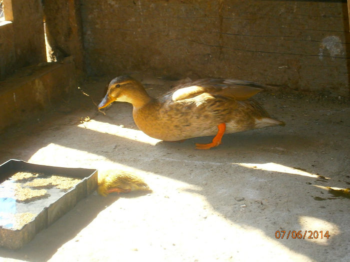 of!! da mult mai doarme asta micu!!!; alergator indian!
