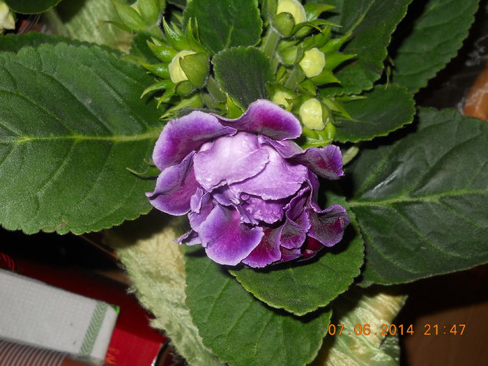 002 - GLOXINII 2014