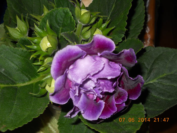 006 - GLOXINII 2014