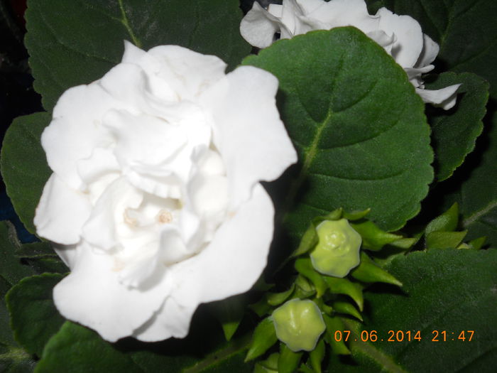 005 - GLOXINII 2014