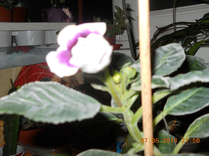 013 - GLOXINII 2014