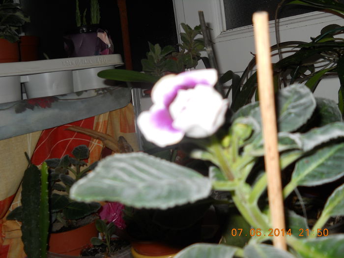 015 - GLOXINII 2014