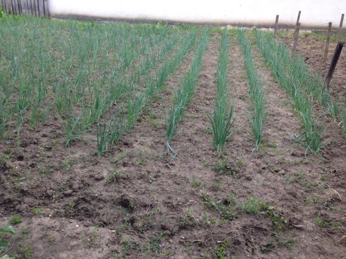 in curte la mama/tara