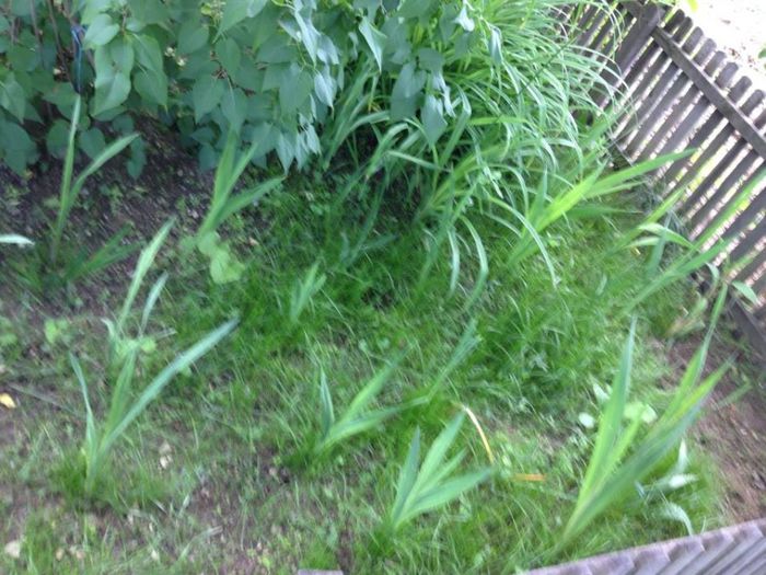 in curte,gladiole; la mama  in curte,plantate de mine in martie,asa sunt acum,le astept sa infloreasca
