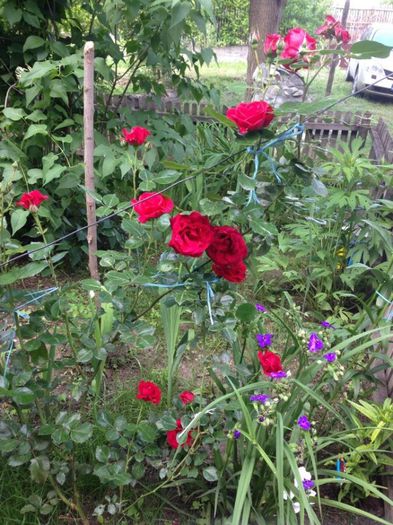 la tara in curte la mama,