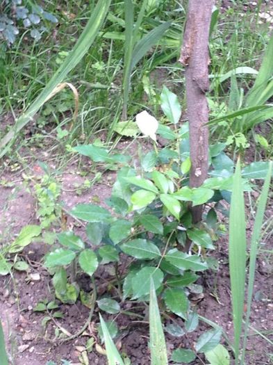 asa este acum; in curte la mama,trandafir alb
