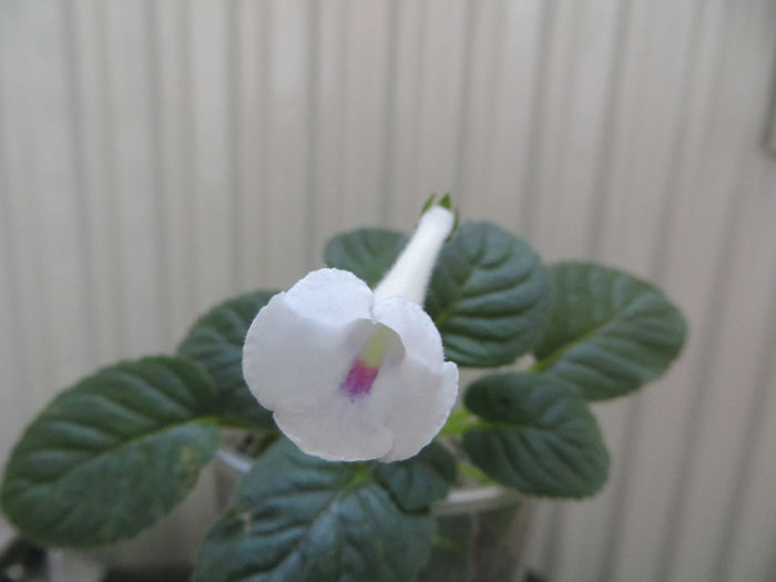  - mini sinningii 2014