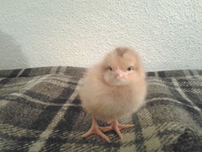 Fotografie0633 - pui de gaina