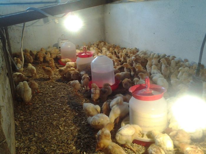 Fotografie0673 - pui de gaina