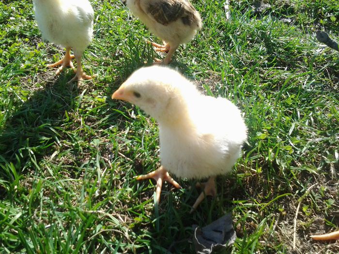 Fotografie0699 - Copy