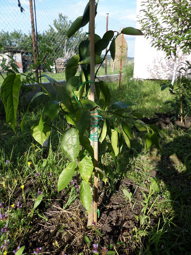 citrus sinensis; portocal
