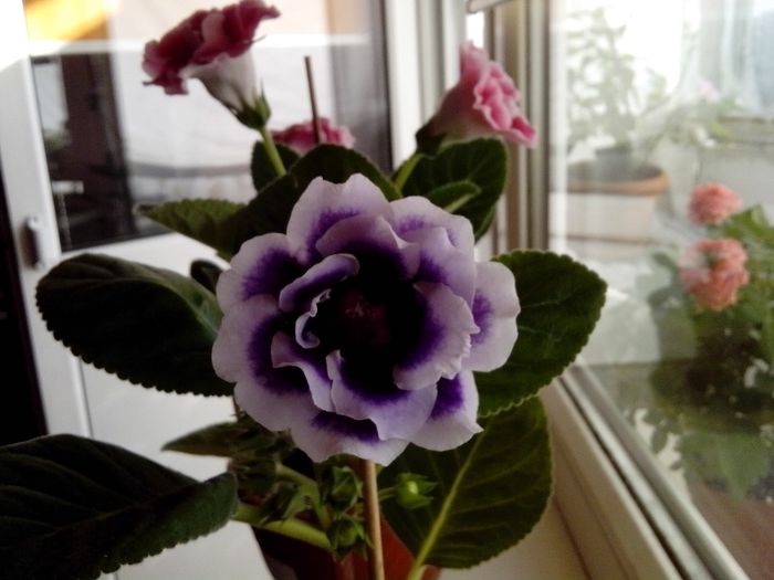 IMG_20140608_083104 - Gloxini 2012-2025