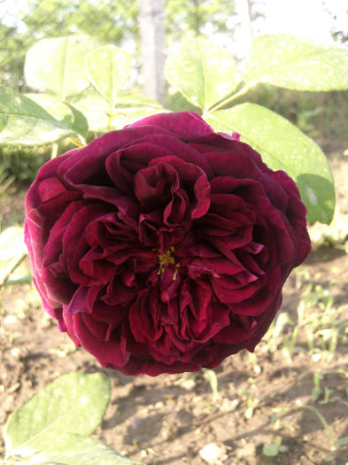 Photo2956 - 2014 Trandafiri si clematis