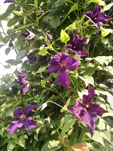 Photo2960 - 2014 Trandafiri si clematis