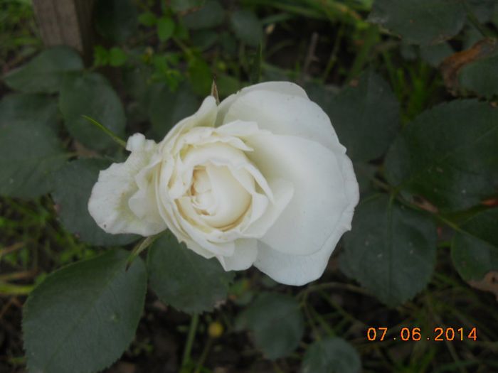 DSCN5311 - Trandafiri 2014