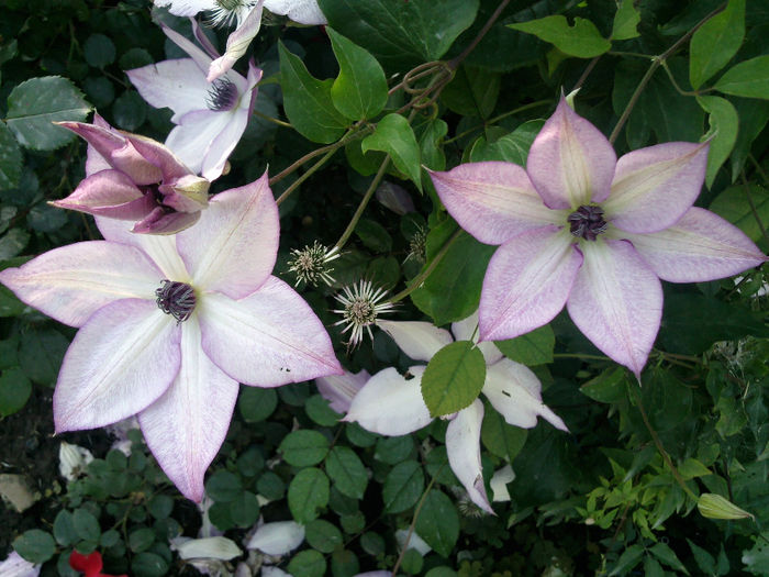 Photo2978 - 2014 Trandafiri si clematis