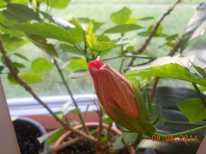 DSCN5349 - Hibi 2012-2013-2014