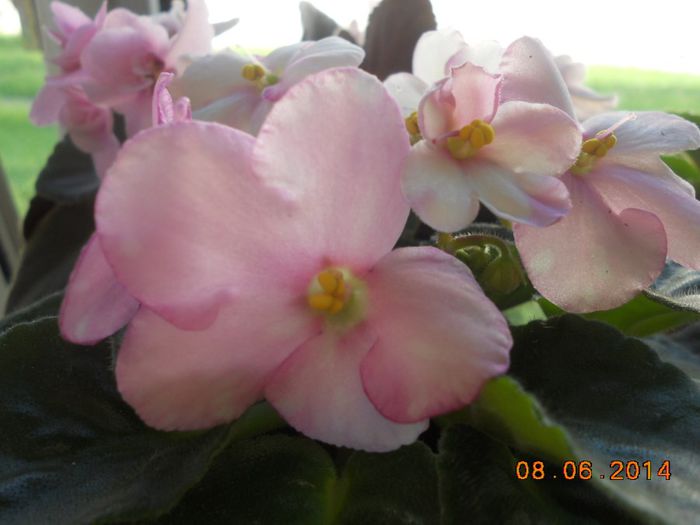 DSCN5346 - Violete 2012-2013-2014-2015