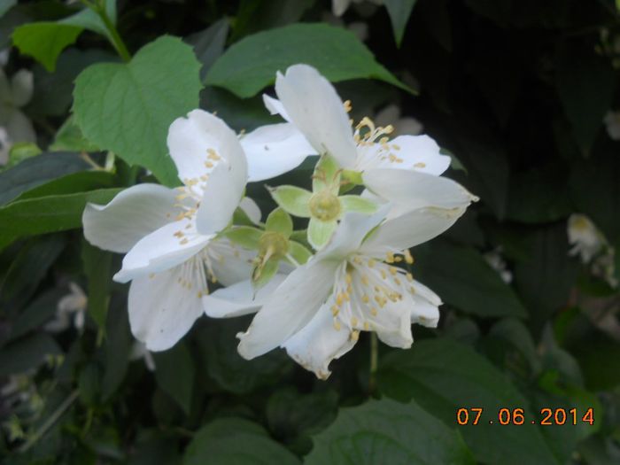 DSCN5288