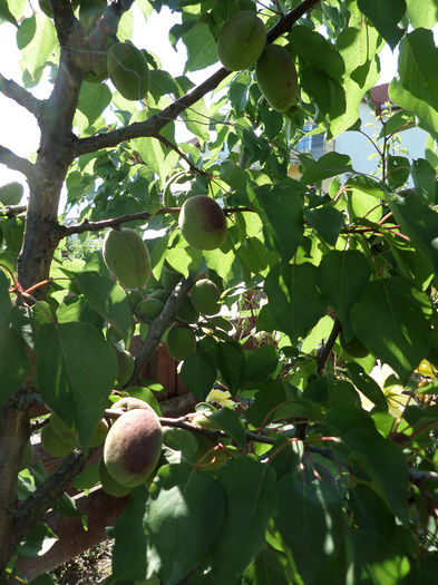 iunie 021 - pomi fructiferi