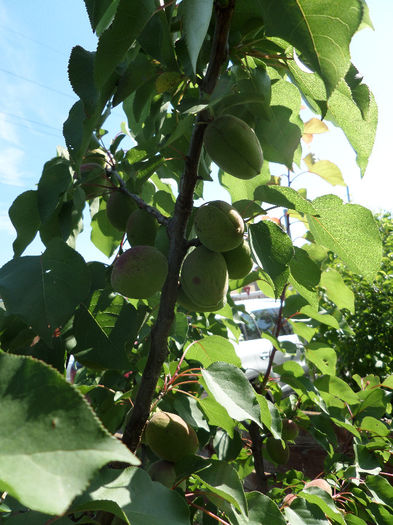 iunie 022 - pomi fructiferi